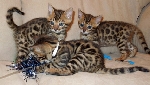 Very exotic bengal, savannah, serval, and caracal kittens for sale Photos by eBharatportal.com